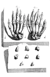 Humani Prints: Anatomia humani corporis, Table 97, 1690