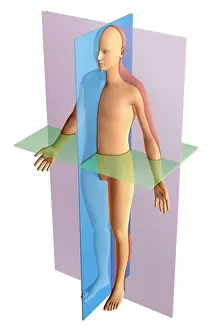 Horizontal Prints: Anatomical Planes