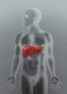Internal Prints: Anatomical Position of Liver