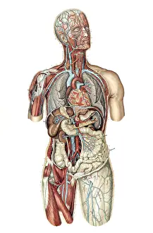 1890s Prints: Anatomie du Corps Humain, Laskowski, 1894