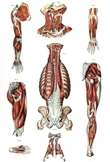 1890s Prints: Anatomie du Corps Humain, Laskowski, 1894