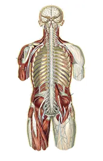 1890s Prints: Anatomie du Corps Humain, Laskowski, 1894
