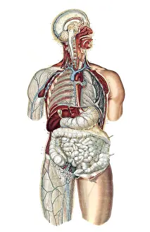 1890s Prints: Anatomie du Corps Humain, Laskowski, 1894
