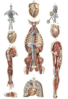1890s Prints: Anatomie du Corps Humain, Laskowski, 1894