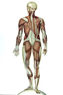 1890s Prints: Anatomie du Corps Humain, Laskowski, 1894