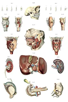 Plate Prints: Anatomie du Corps Humain, Laskowski, 1894