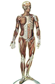 Plate Prints: Anatomie du Corps Humain, Laskowski, 1894