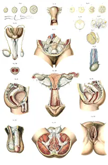 Reproductive Prints: Anatomie du Corps Humain, Laskowski, 1894