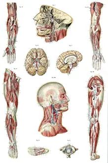 Atlas Prints: Anatomie du Corps Humain, Laskowski, 1894