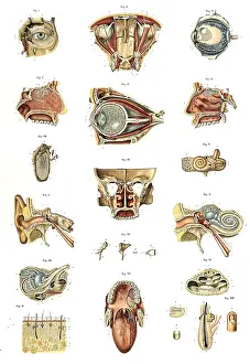Atlas Prints: Anatomie du Corps Humain, Laskowski, 1894