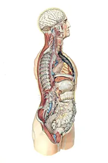 Reproductive Prints: Anatomie du Corps Humain, Laskowski, 1894