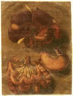 Part Prints: Anatomie Generale Des Visceres