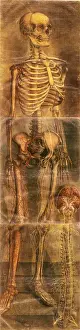 Part Prints: Anatomie Generale Des Visceres