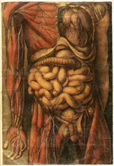 Part Prints: Anatomie Generale Des Visceres