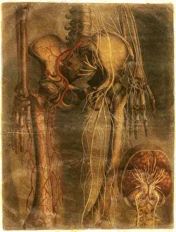 Part Prints: Anatomie Generale Des Visceres