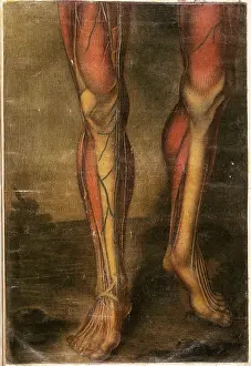 Part Prints: Anatomie Generale Des Visceres