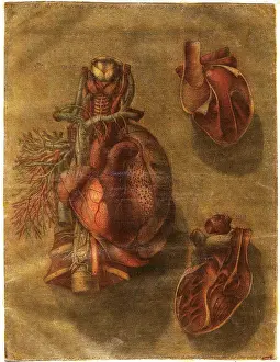 Part Prints: Anatomie Generale Des Visceres