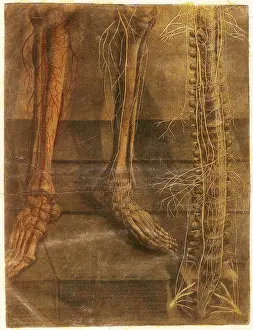 Part Prints: Anatomie Generale Des Visceres