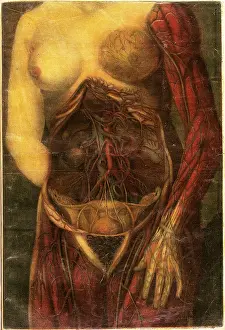 Part Prints: Anatomie Generale Des Visceres