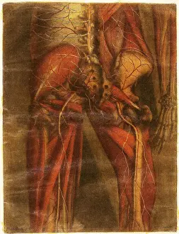 Part Prints: Anatomie Generale Des Visceres