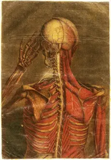 Part Prints: Anatomie Generale Des Visceres