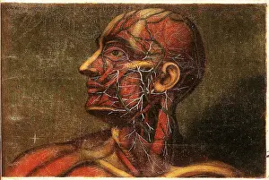 Part Prints: Anatomie Generale Des Visceres