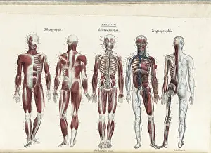 Anatomia Prints: Anatomie Methodique Illustrations