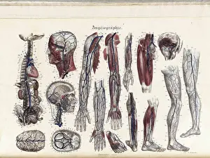 Anatomia Prints: Anatomie Methodique Illustrations