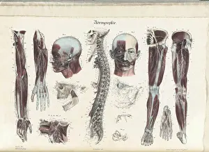 Anatomia Prints: Anatomie Methodique Illustrations