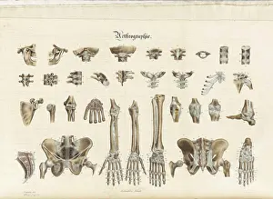 Anatomia Prints: Anatomie Methodique Illustrations