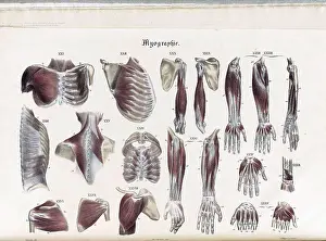 Chest Prints: Anatomie Methodique Illustrations