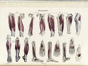 Anatomia Prints: Anatomie Methodique Illustrations