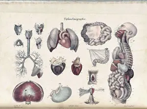 Internal Prints: Anatomie Methodique Illustrations