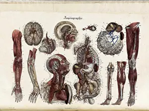 Internal Prints: Anatomie Methodique Illustrations