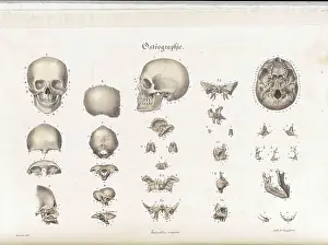Neck Prints: Anatomie Methodique Illustrations