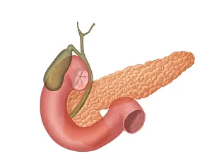 Intestines Prints: Anatomy of Biliary System