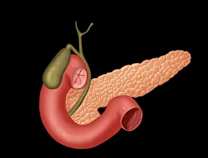 Intestines Prints: Anatomy of Biliary System