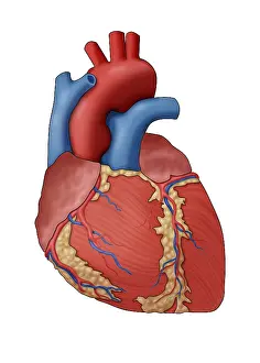 Circulation Prints: Anatomy of the Human Heart, Illustration