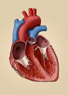 Aortic Prints: Anatomy of the Human Heart, Illustration