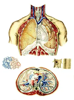 Respiratory Prints: Anatomy of the Lungs, 1849