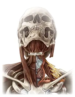 Neck Prints: Anatomy of the Neck