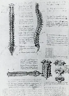 Page Prints: Anatomy of the Spine