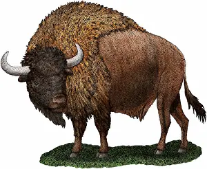 Ancient Prints: Ancient Bison