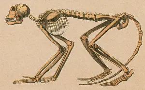 Natural History Misc Prints: Ancient Monkey, Mesopithecus pentelicus