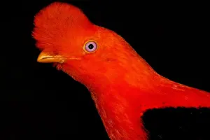 Rock Prints: Andean Cock of the Rock