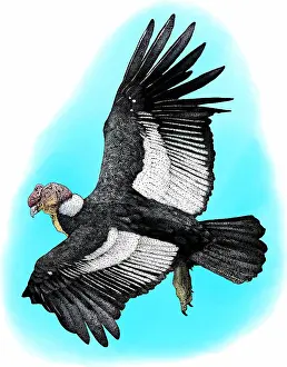 Andean Prints: Andean Condor