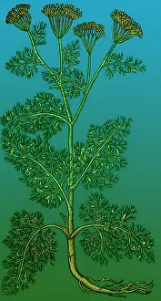 Weed Prints: Anethum Graveolens, Dill