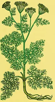 Weed Prints: Anethum Graveolens, Dill