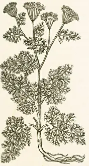 Weed Prints: Anethum Graveolens, Dill