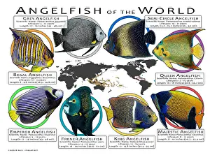 Maps Prints: Angelfish of the World